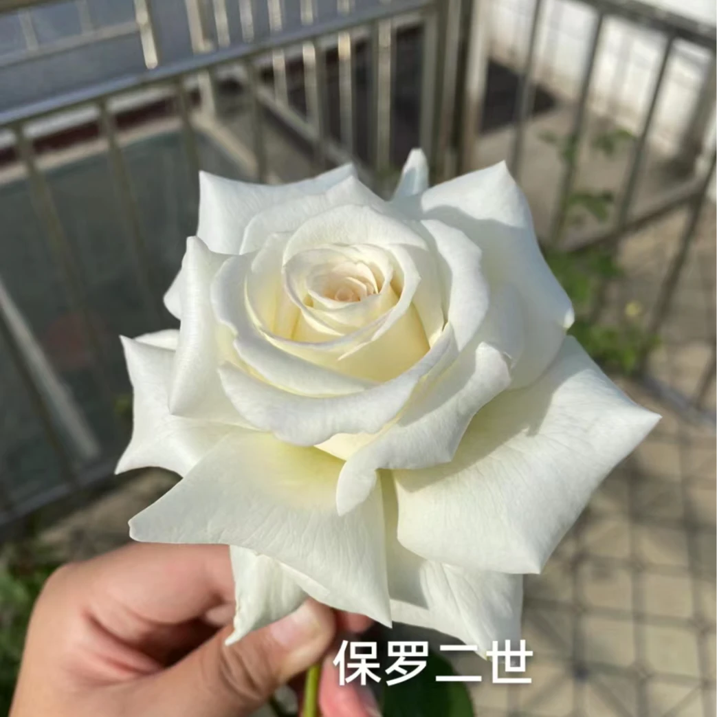 花妖【保罗二世大苗】大花四季