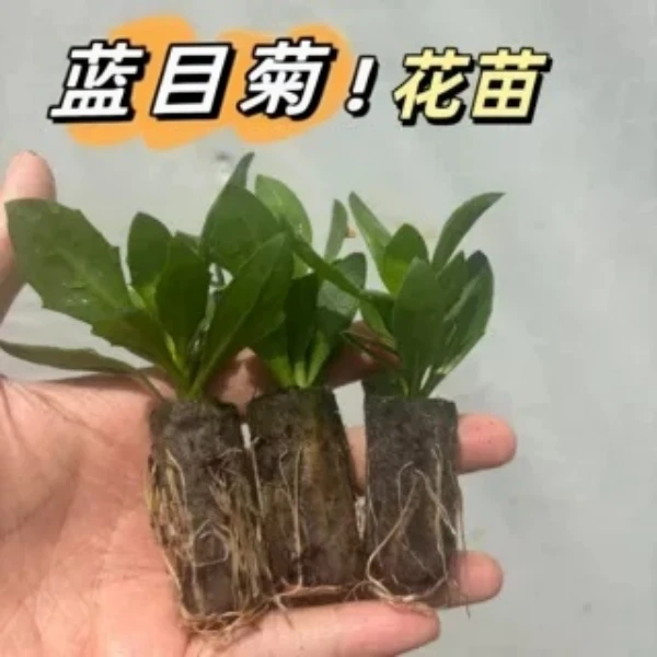 蓝目菊南非万寿菊花苗耐寒耐热庭院花卉多季开花阳台庭院盆栽绿化