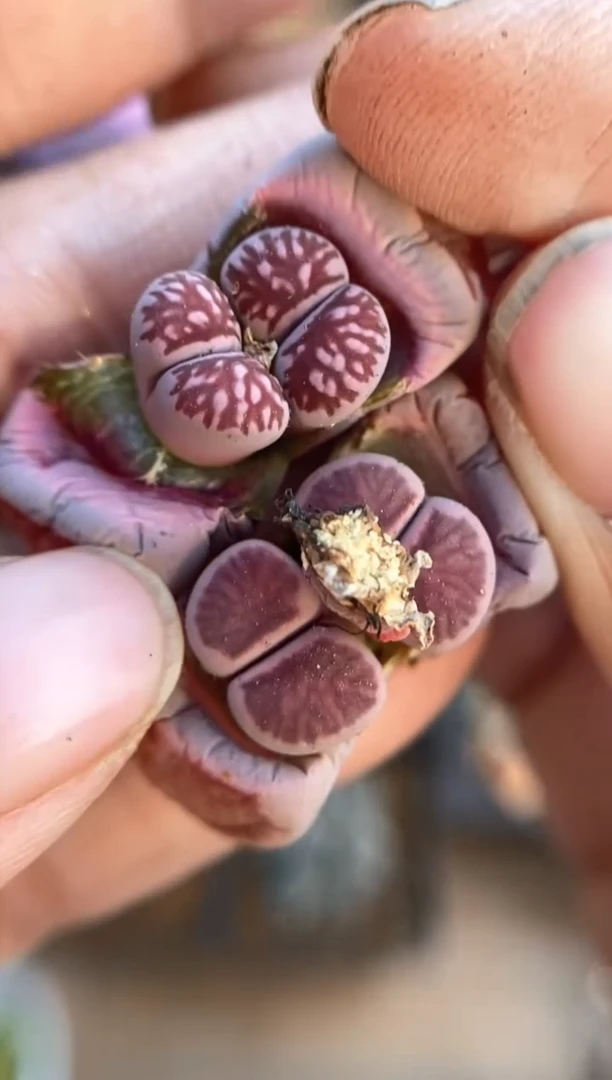 【闪购商品】6342直播一物一拍