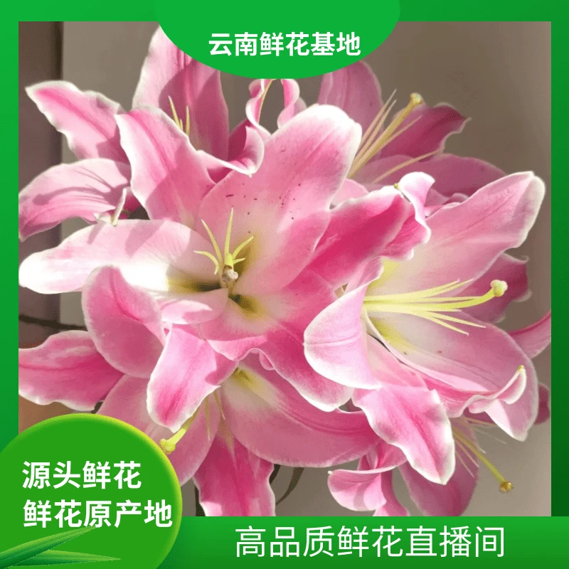 颜花【粉红色香水百合】云南鲜花 任意两单升级顺丰冷链