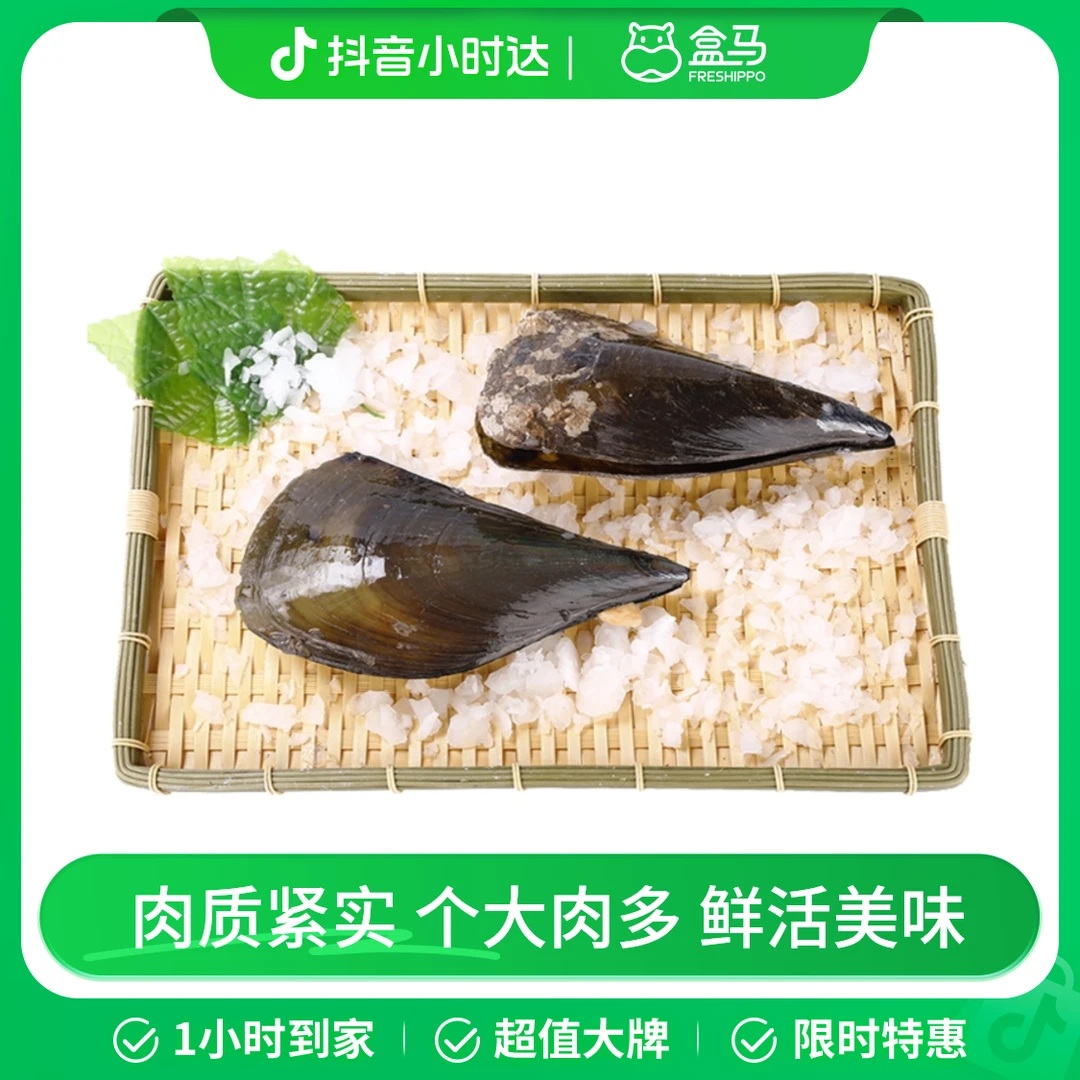 鲜活大带子 1只(200-250g/只)