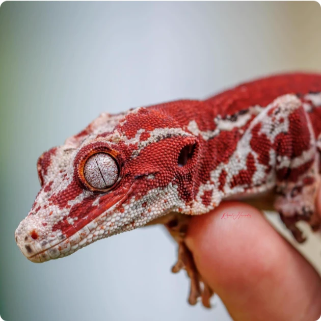 【直播专项】盖勾亚守宫睫角活体适合新手的懒人宠物爬宠