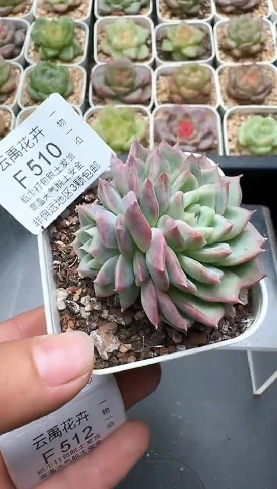510F云禹多肉植物 默认脱土纸巾打包 3颗包邮