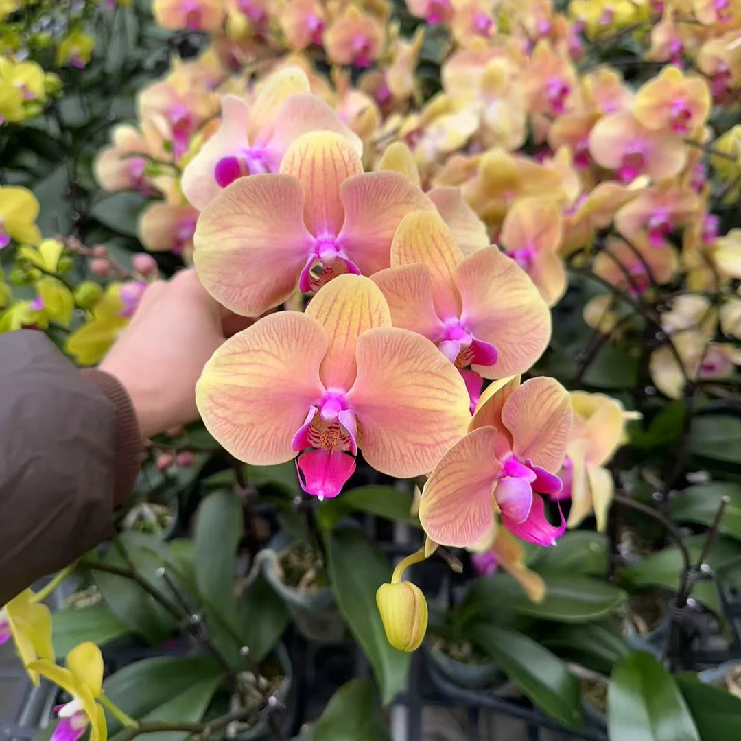 【梦幻丽莎】福利款 梦幻系蝴蝶兰 不售后