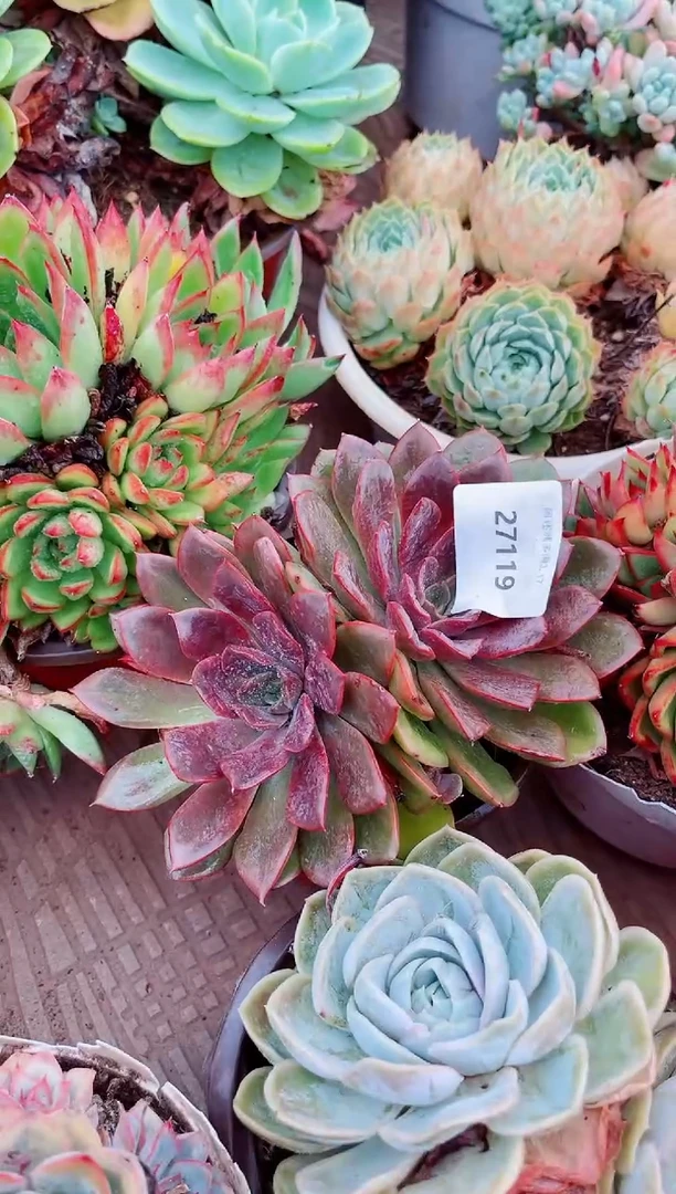 向*27119多肉植物一物一拍