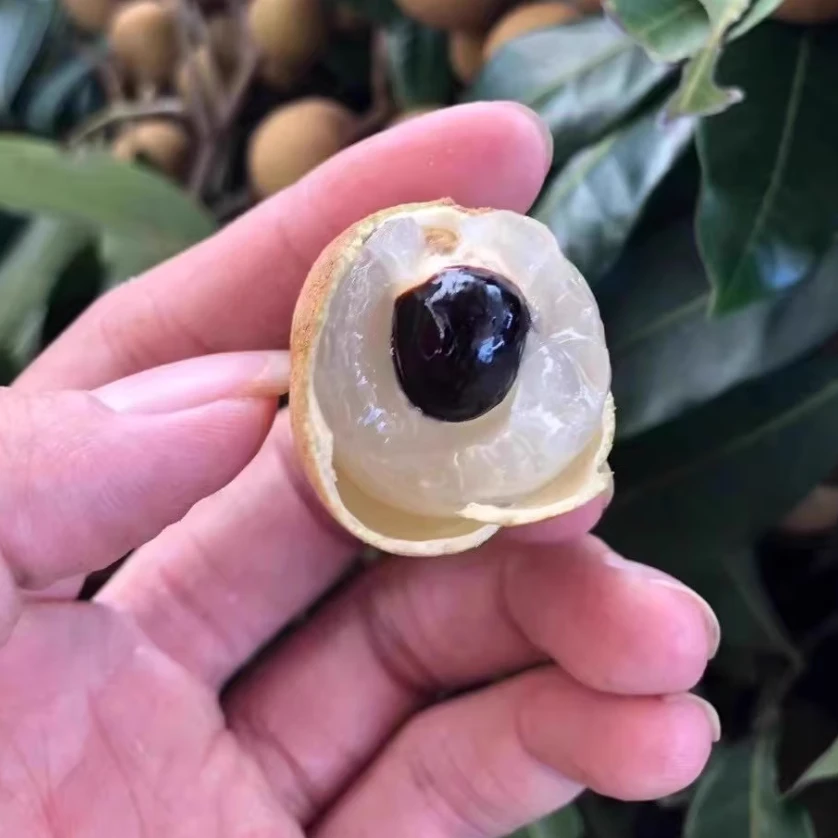广东潮汕新鲜龙眼古山石硖储良老树桂圆鲜甜新鲜水果当季