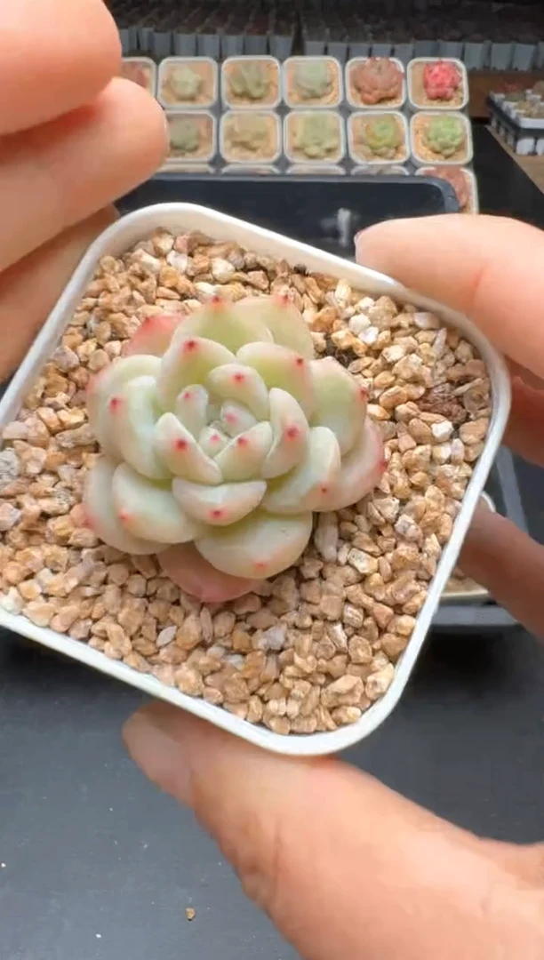 【闪购商品】297C物拍多肉带盆土6.5杯拍3颗包柚