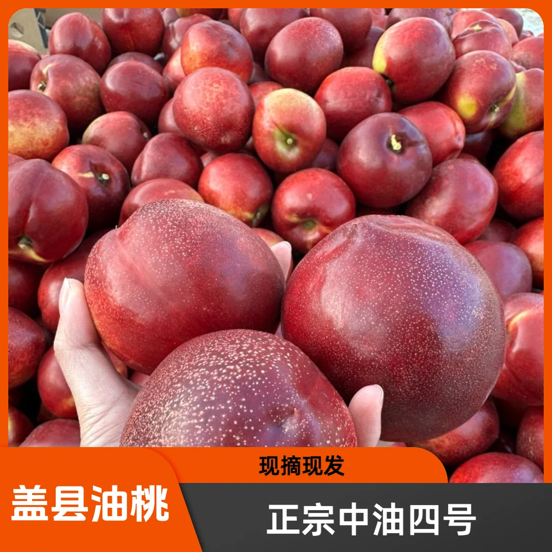 辽宁营口盖县头茬中油4号黄心甜口油桃新鲜现摘现发