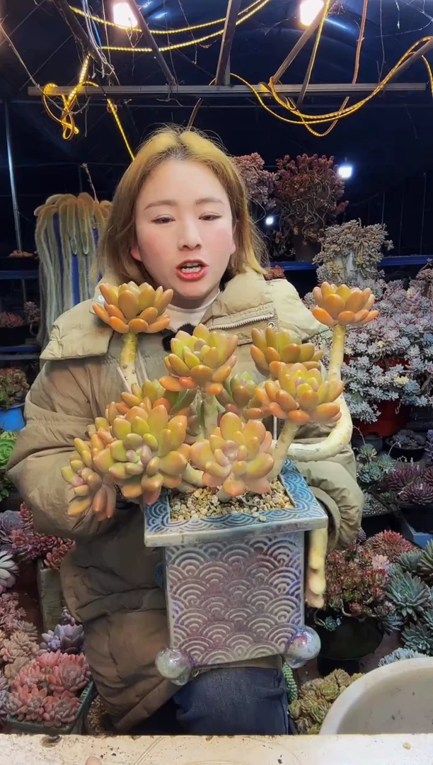 金蝉2号一物一拍带盆（物流自理）