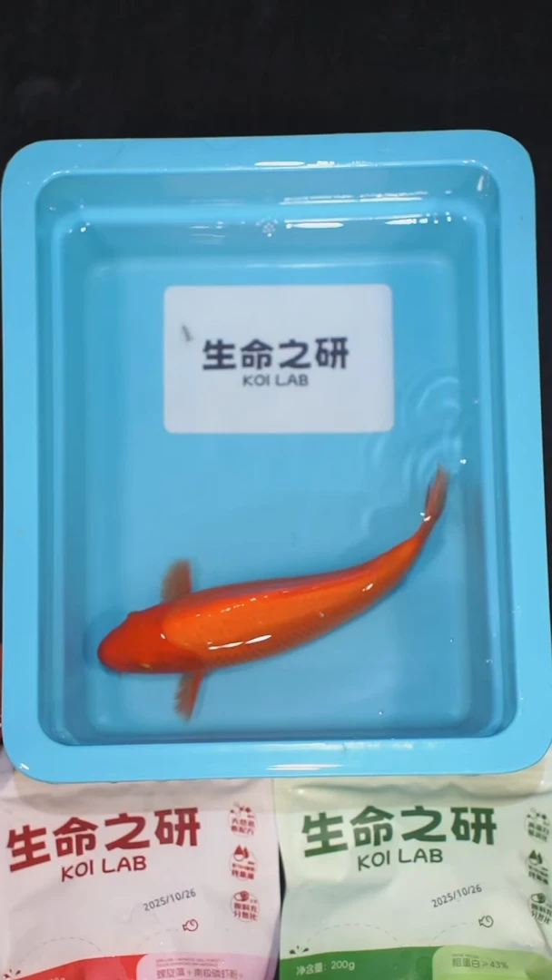锦鲤血统大正锦鲤红白锦鲤丹顶红白丹顶三色