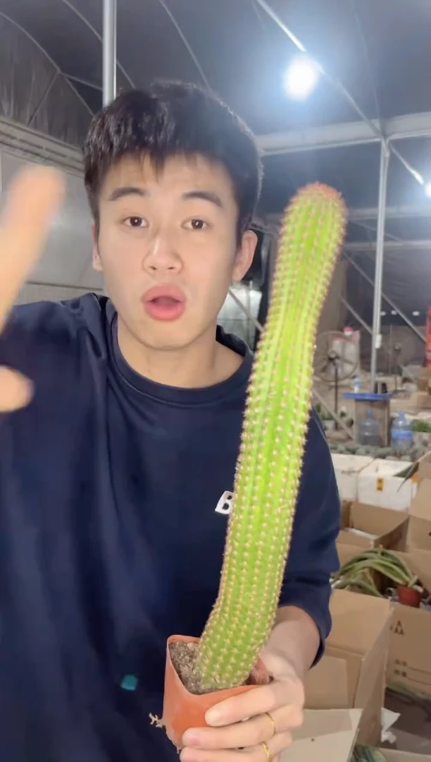 【闪购商品】卡布奇诺 高25-30cm