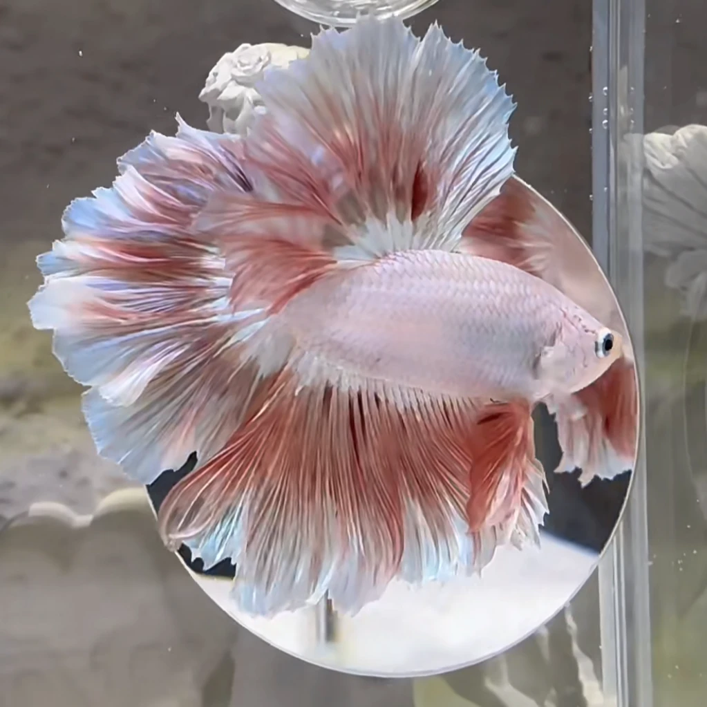 五版(141-175号) 泰国斗鱼小型热带观赏鱼