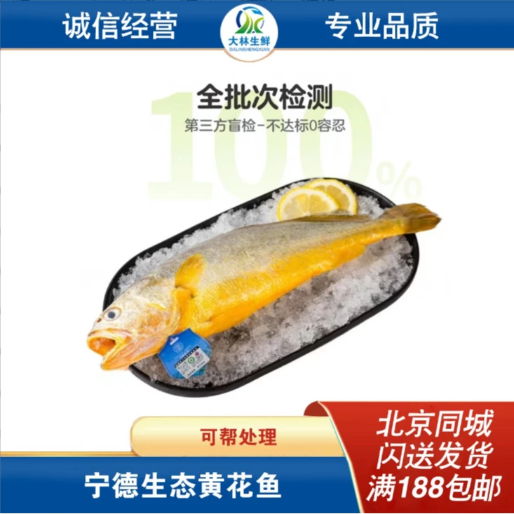 野化带标福建黄花鱼 800-1000g/条