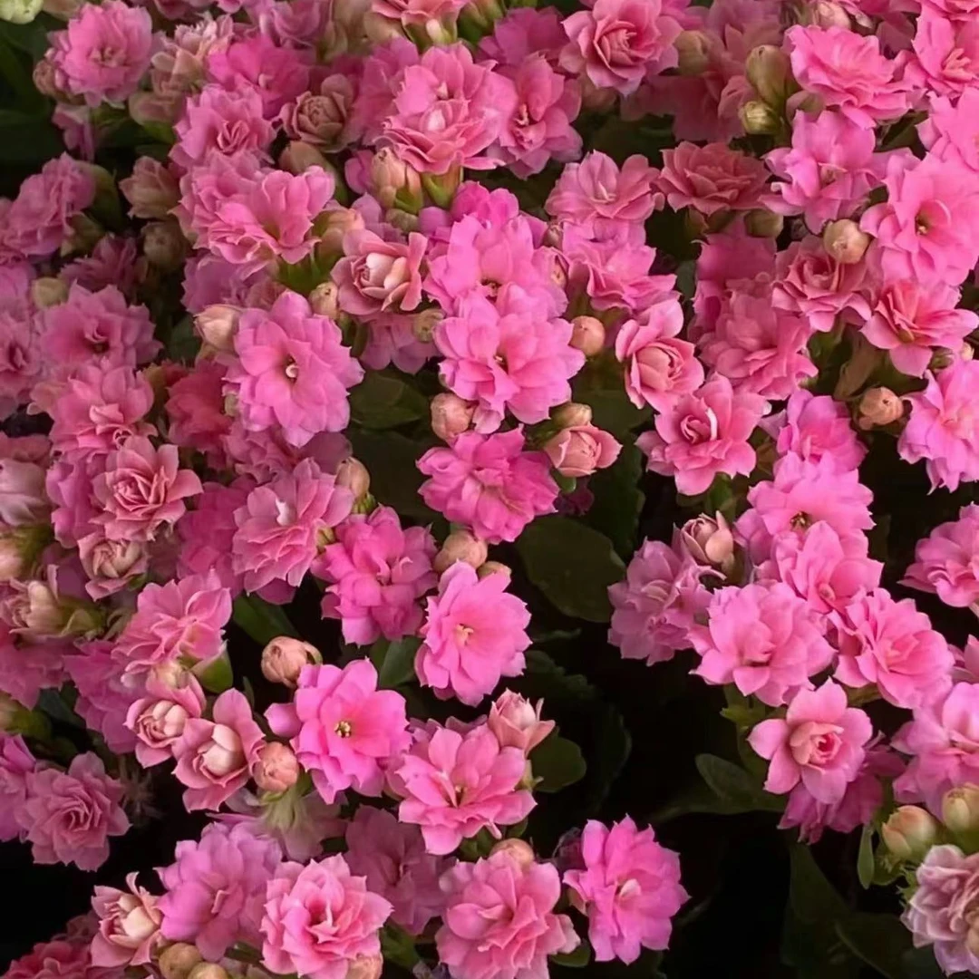 公主粉【130盆】重瓣长寿花阳台室内盆栽带花苞鲜花阳台室内懒人花