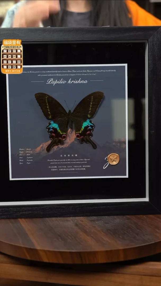 克里翠凤蝶标本摆件