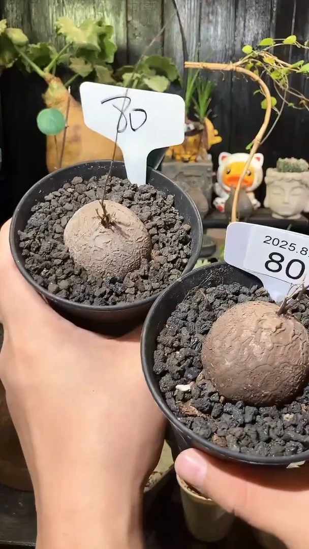 80号809福利南非龟甲龙买1个送1个