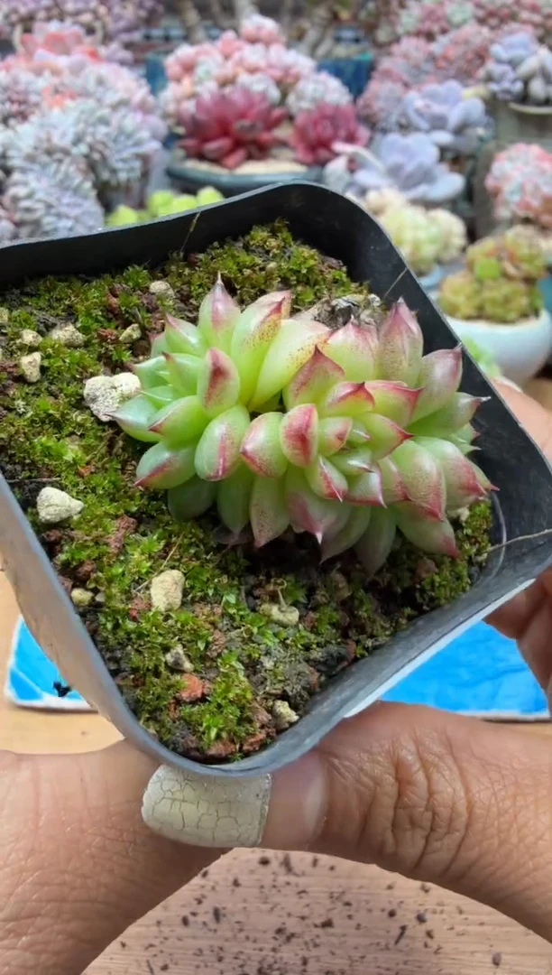 东云多肉园二店-144