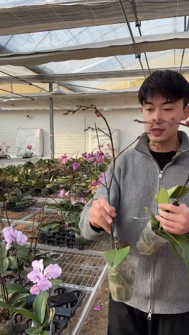 完全开放神仙姐姐消苞当苗子卖