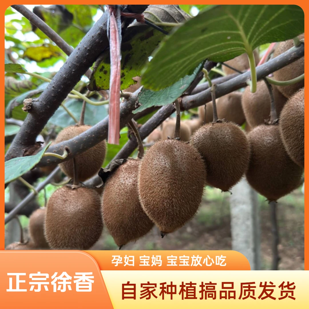 （京东快递徐香）中秋送礼 陕西眉县徐香猕猴桃水果绿心奇异果绿色