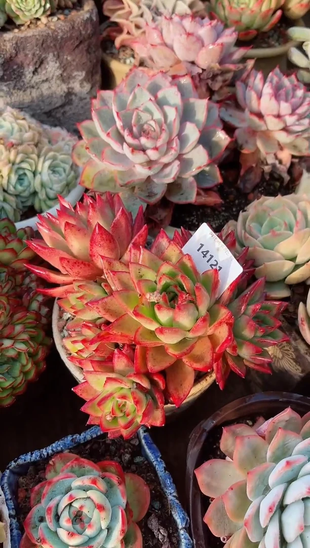 【闪购商品】14121