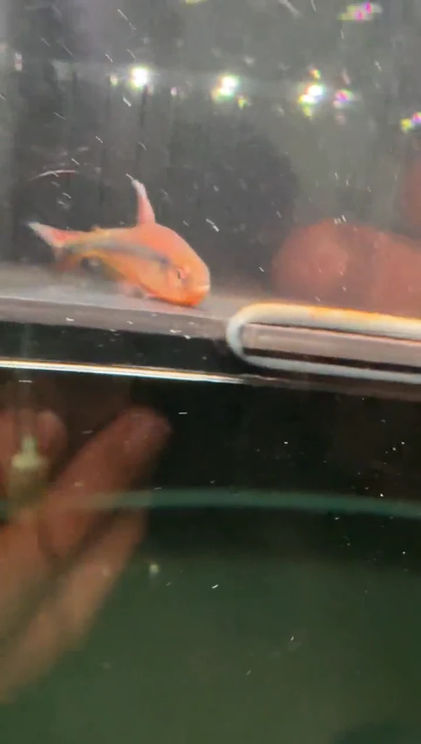 灯科鱼C****_暮色双焰魔鬼1条