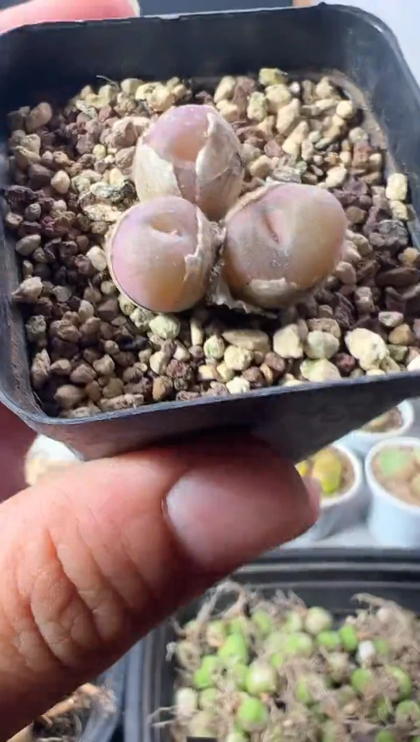一物一拍           772