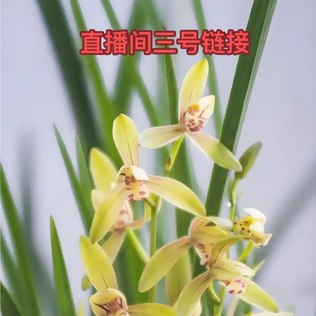 直播间人工种植兰花一物一拍3号链接