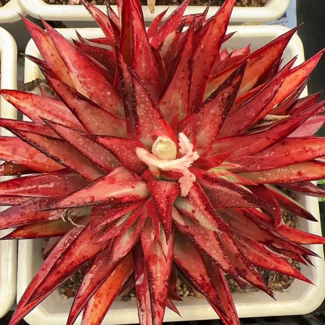 母本岩浆锦整桩无砍（13cm）180#脱土金先生精品多肉