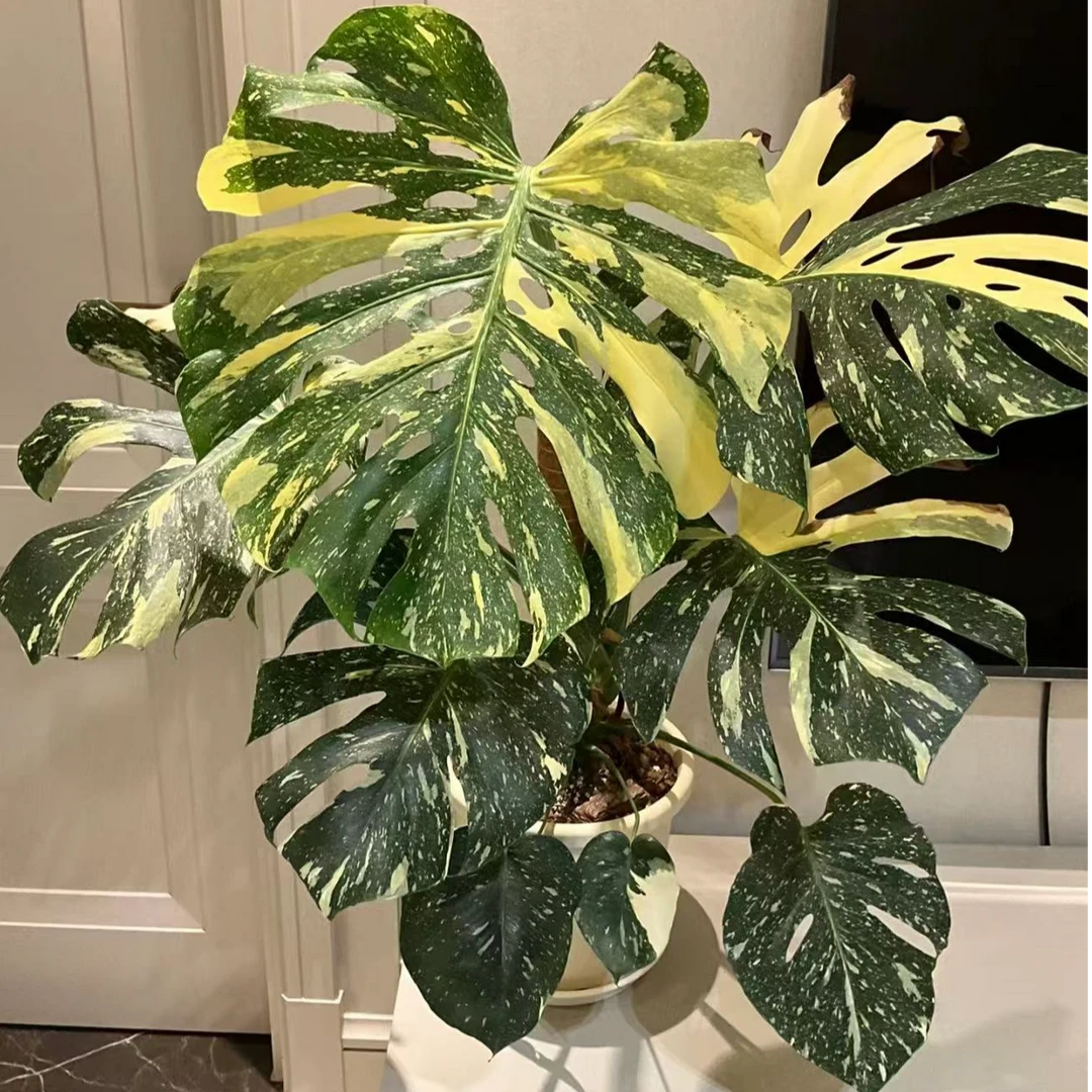 祺诺热植超市 【洒金龟背竹】ins风网红观叶植物 基地直发