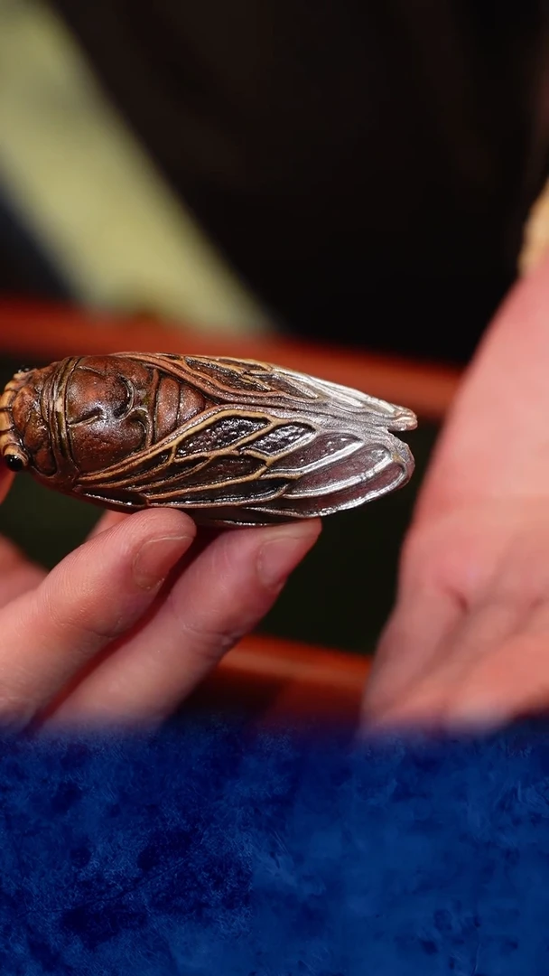 紫砂 宜兴紫砂 金蝉