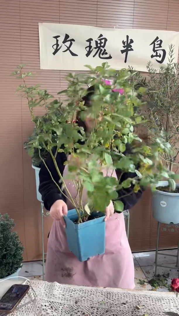 索菲罗莎1.5加仑扦插苗