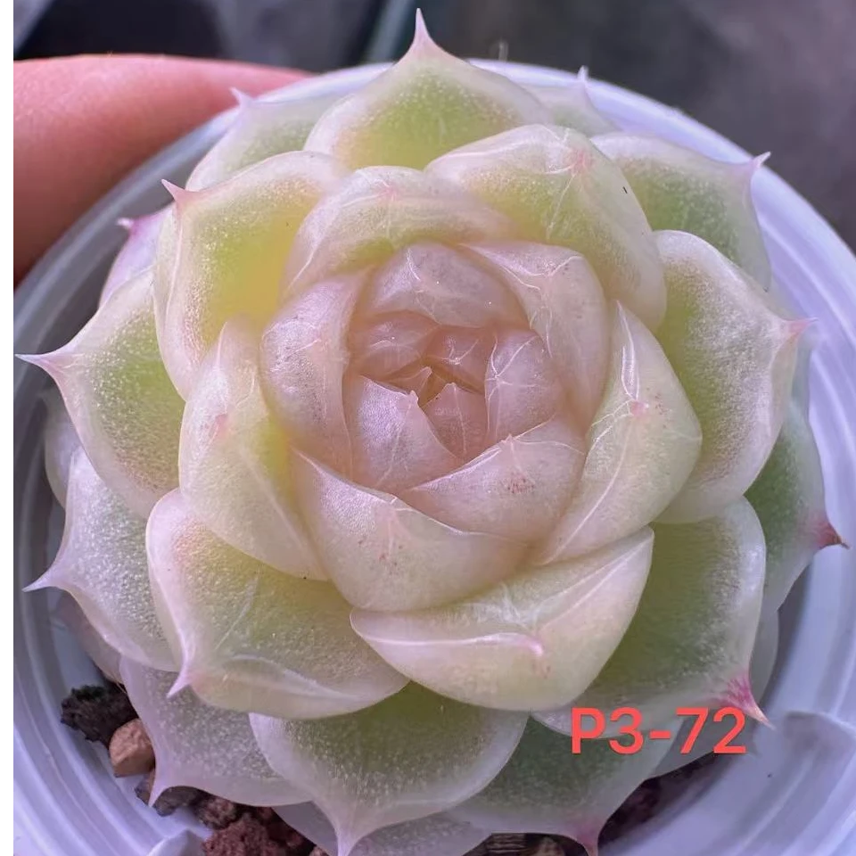 P3-72单头编号麦秆多肉量拍