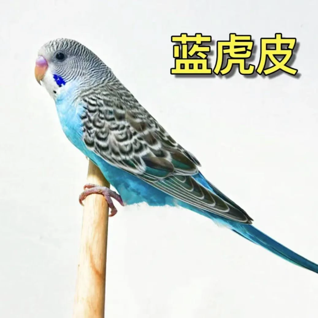 虎皮鹦鹉活鸟宠物鸟观赏鸟手养虎皮鸟鹦鹉