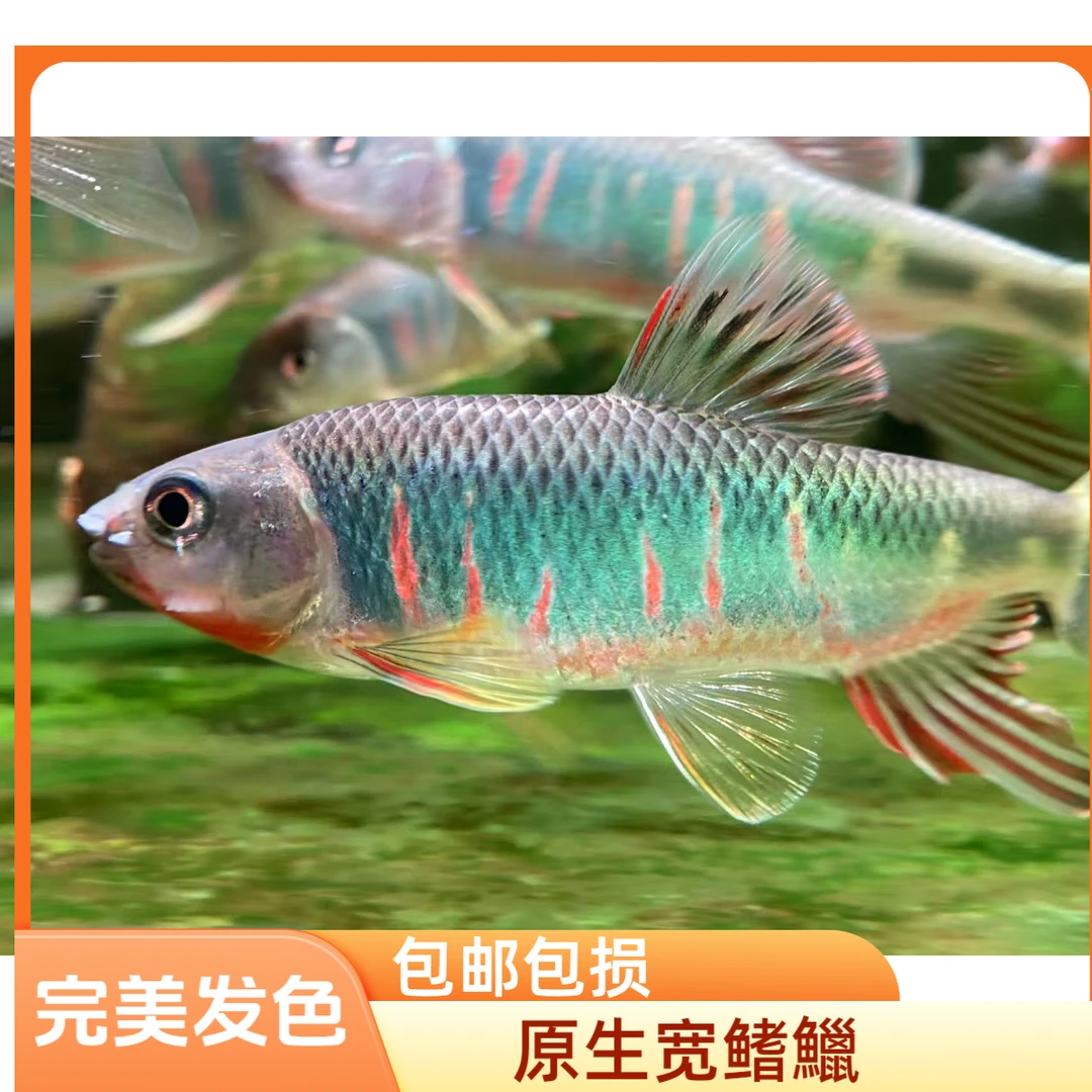 洛阳宽（棘颊鱲）迷你南宽鳍鱲原生观赏冷水鱼活体淡水鱼耐养包邮