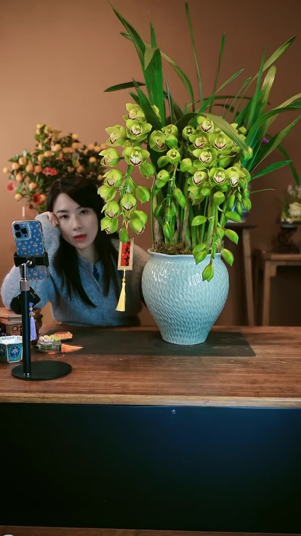 【闪购商品】盆景绿宝石 拱兰