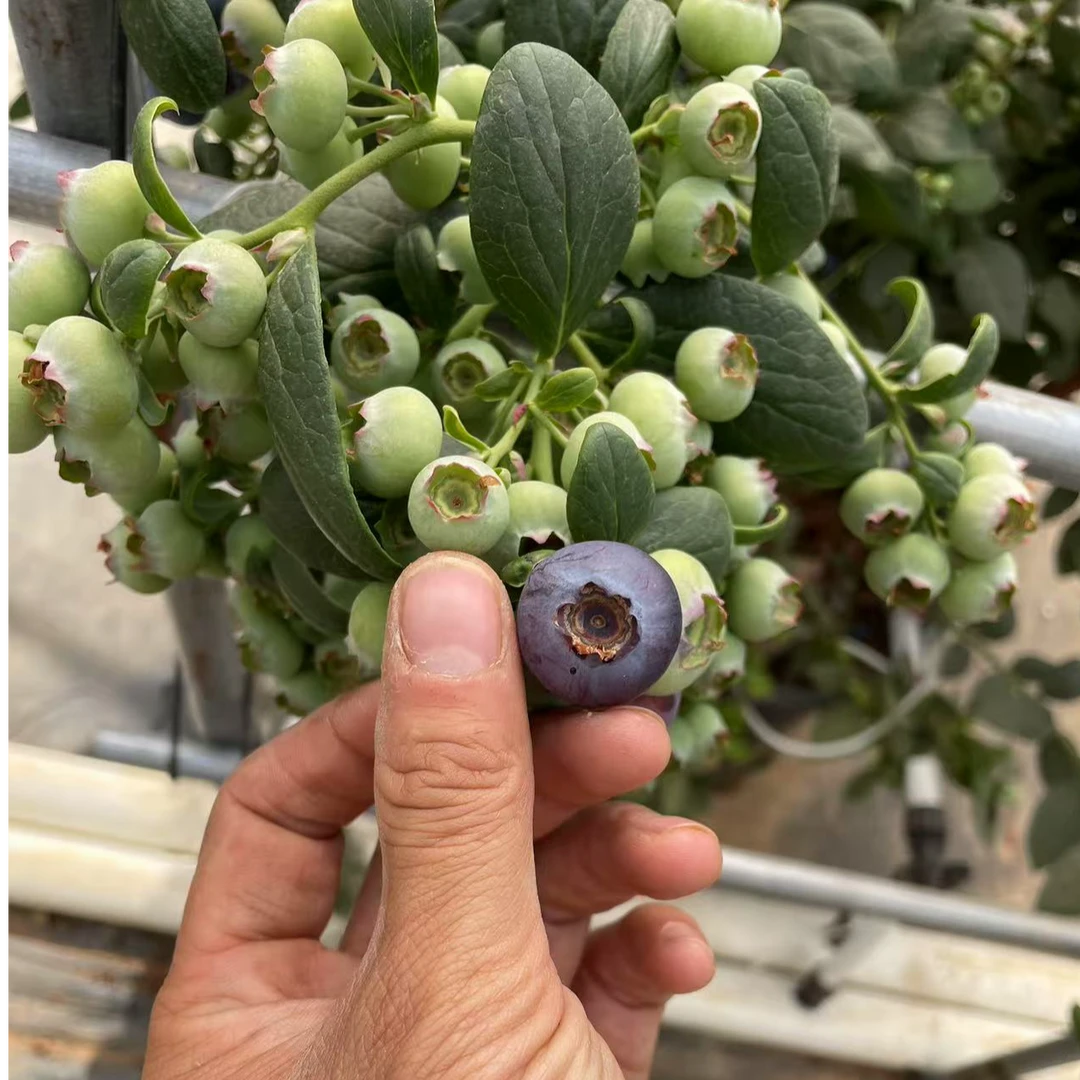 盆栽蓝莓苗南方北方种植阳台庭院种植耐寒耐旱室内室外种植果树苗