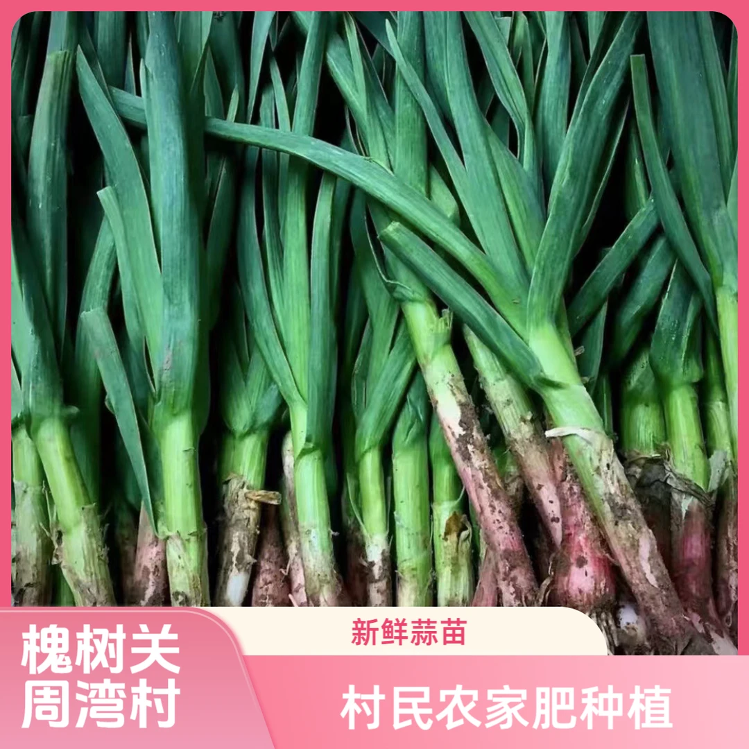 洋县槐树关镇周湾村农家农家肥自种新鲜现挖红皮香蒜苗蔬菜无农药