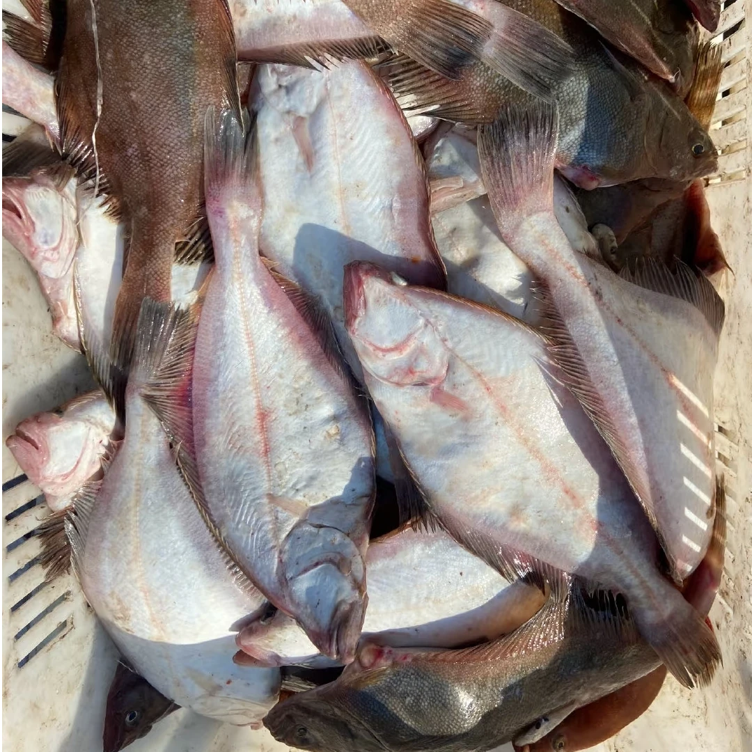 大连野生鲜偏口鱼比目鱼4斤(中片20条以内)易破肚 顺丰包邮