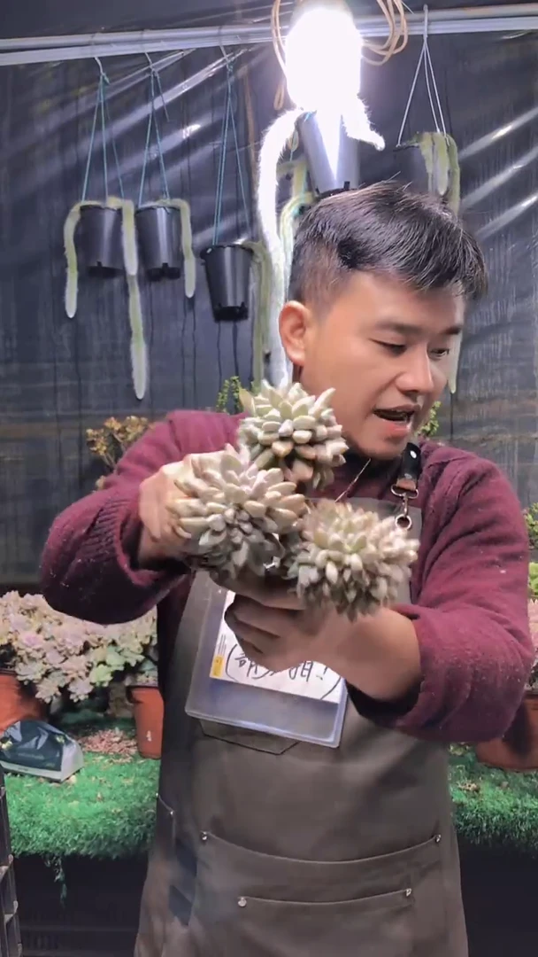 207淡雪缀化一物一拍