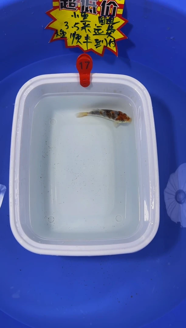 锦鲤活体二号链接