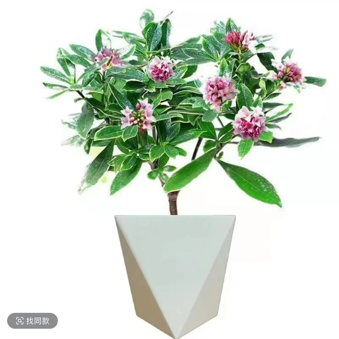 【金边瑞香+钻石盆】金边瑞香花室内客厅植物花卉室外好养瑞香盆栽