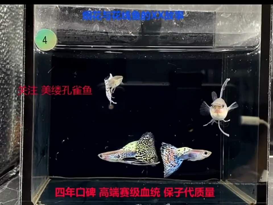 孔雀鱼草色绒球大C