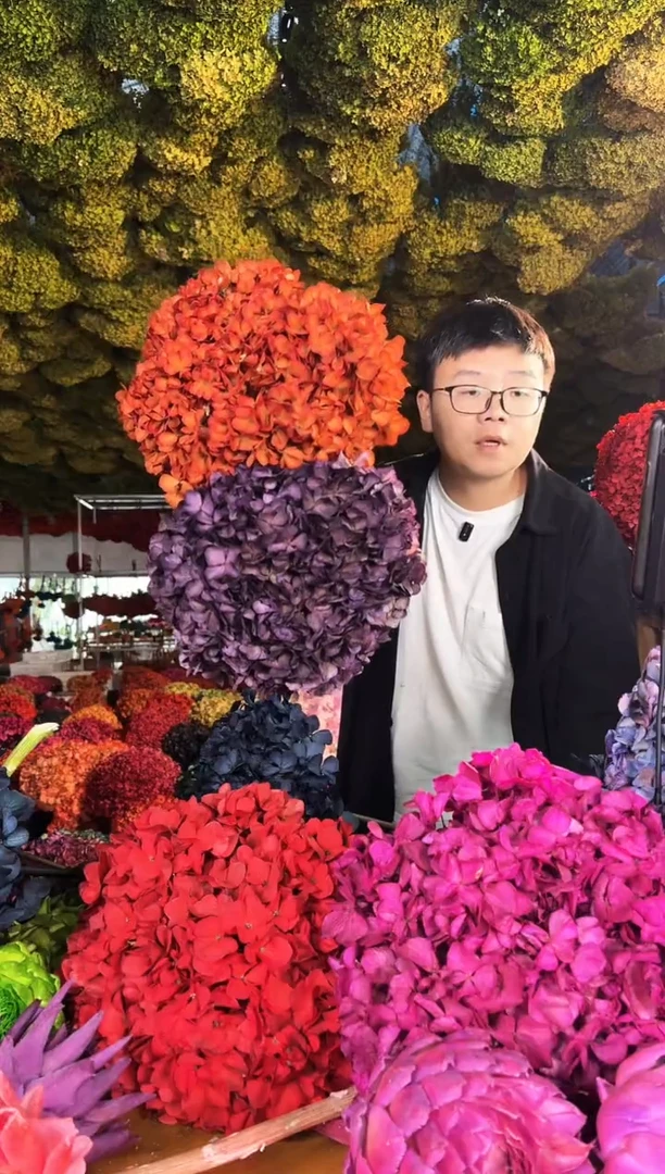 144 山前小麦 · 荷兰进口 永生大叶绣球  （橙/紫）