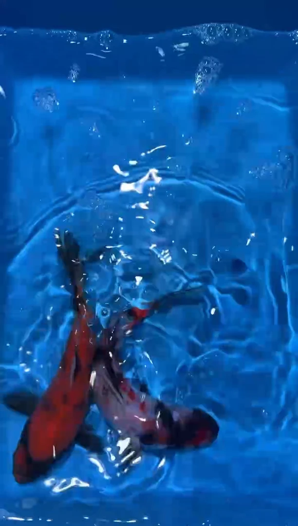 锦鲤点关注右下角竞拍链接出价