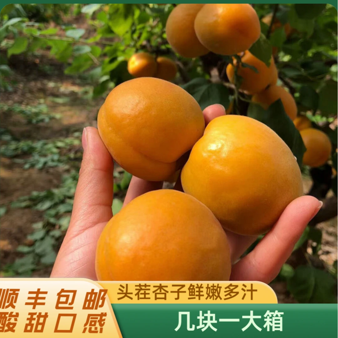 【顺丰包邮】头茬现摘金太阳微黄杏孕妇应季时令水果新鲜杏子1-5斤