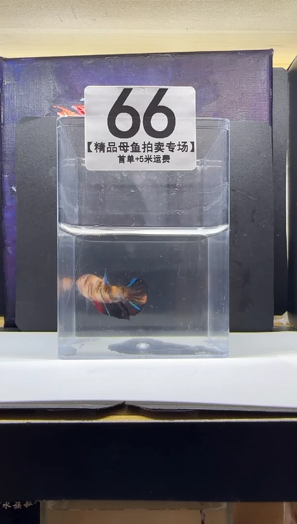斗鱼母鱼编号：66