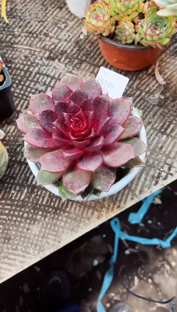 张***师多肉植物一一物一拍15199