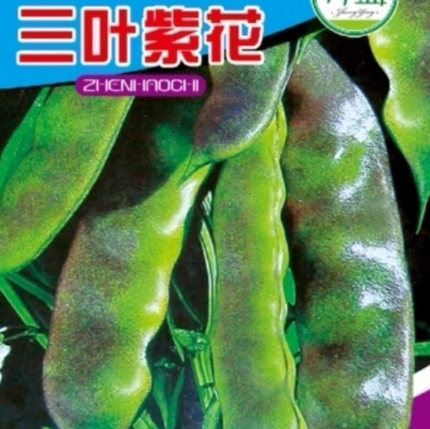 【三叶紫花豆角种子】四季种植盆栽地栽阳台小院种植