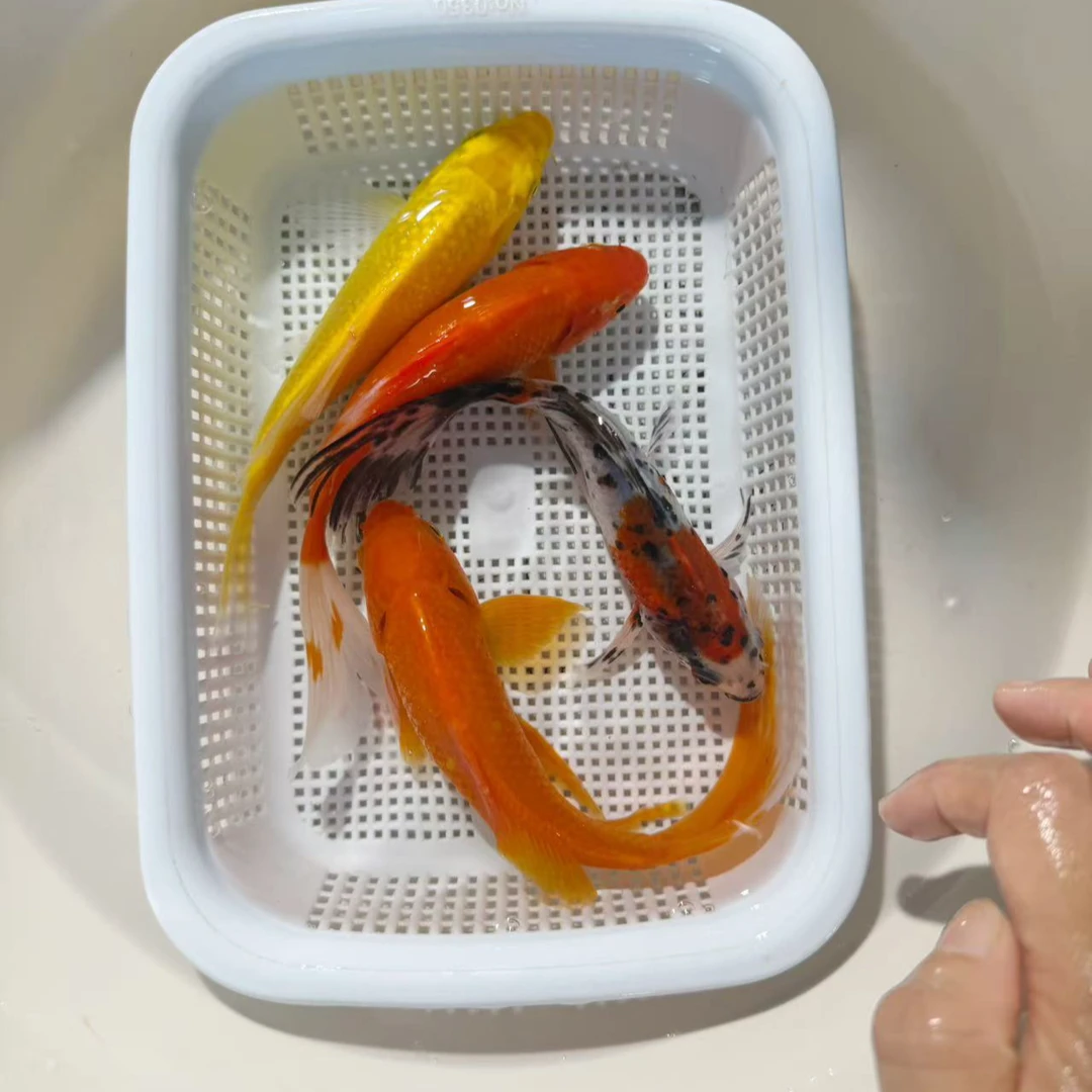 2红1黄1水墨12-15公分冷水观赏鱼锦鲤草金鱼