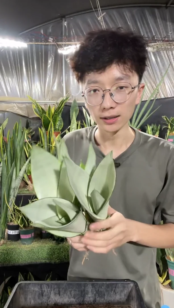 （福利）奶油白玉裸根5棵9.99